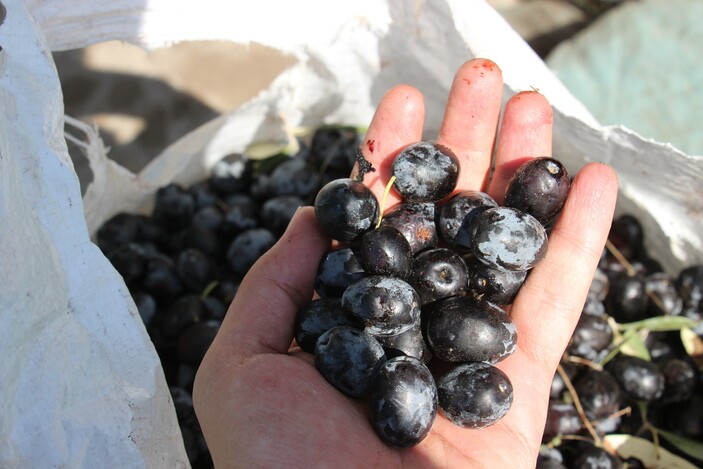 Aydın'da çalışacak işçi bulamıyor! Hamal ayda 24 bin lira kazanıyor