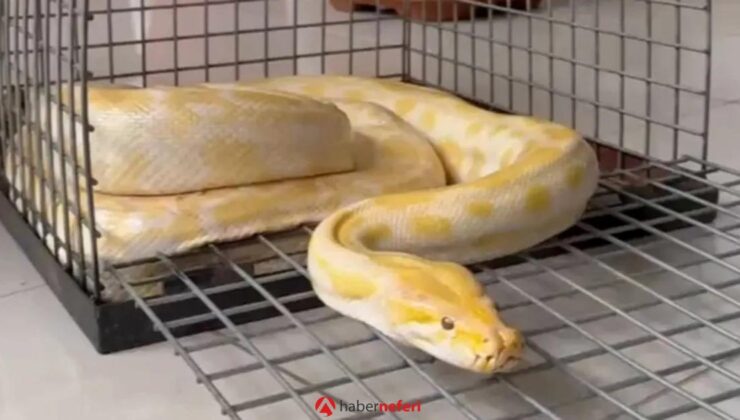 Denizli’de AVM’de sergilenen pitona el konuldu